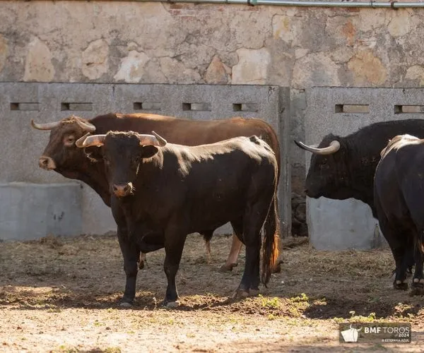 'Botellero' abre la Feria Taurina 2024 | FOTOS: BMF Toros 