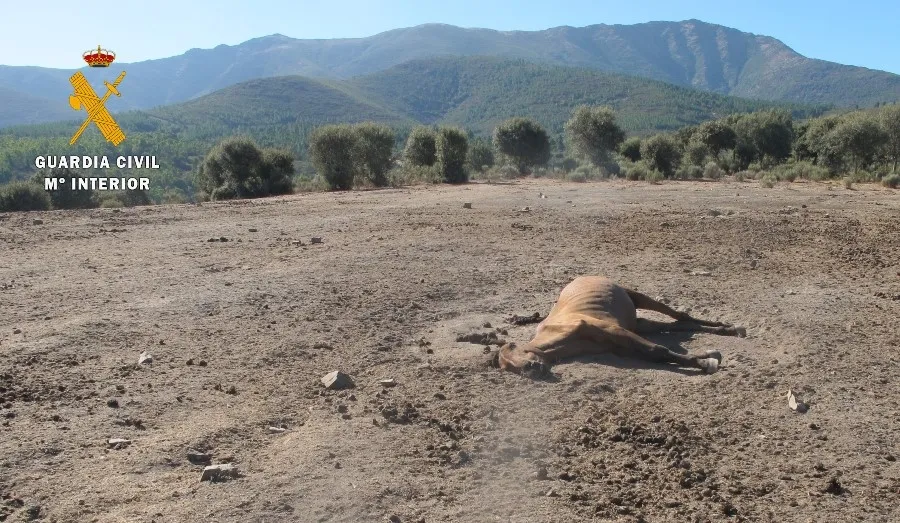 Foto 2 - Encontrados 6 equinos muertos y 28 desnutridos en una finca de Serradilla del Llano