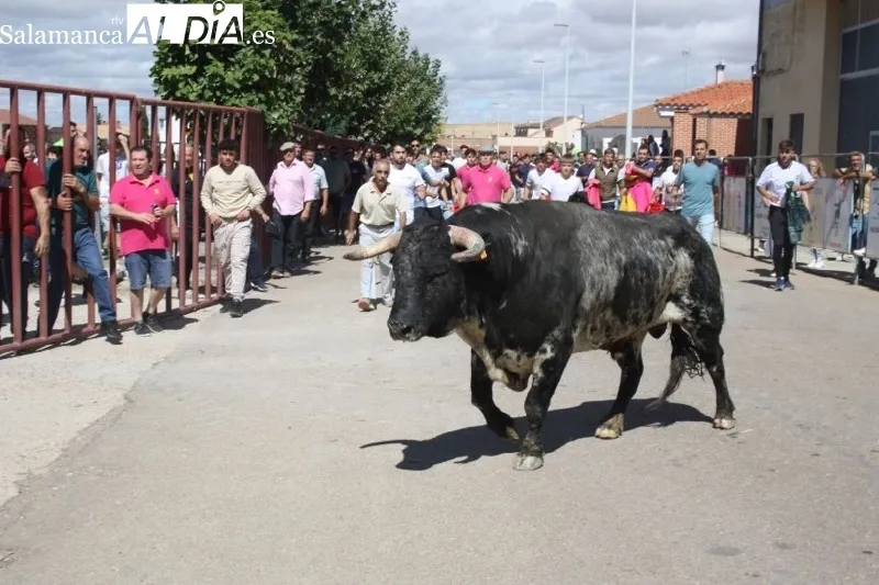 Foto 3 - Expectaci&oacute;n y carreras protagonizan el II Toro Virgen de la Vega de Macotera