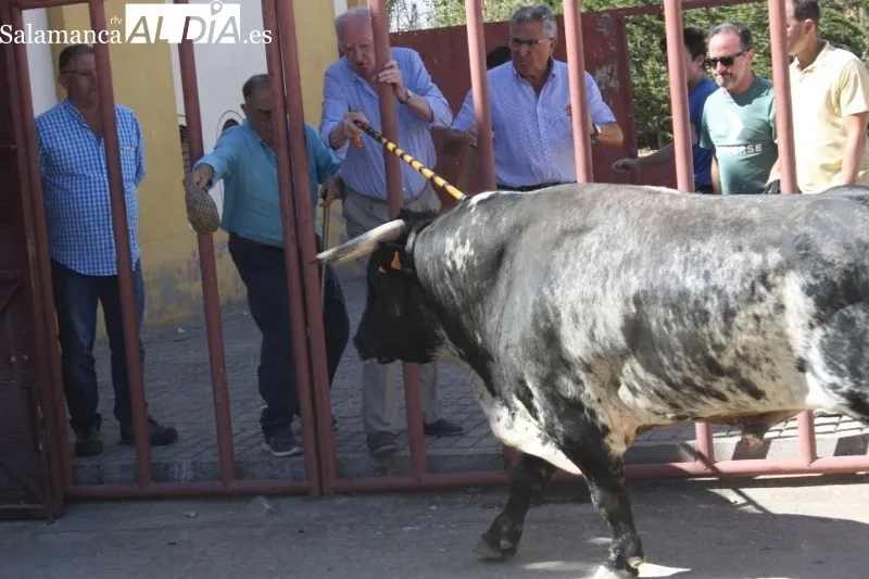 Foto 4 - Expectaci&oacute;n y carreras protagonizan el II Toro Virgen de la Vega de Macotera