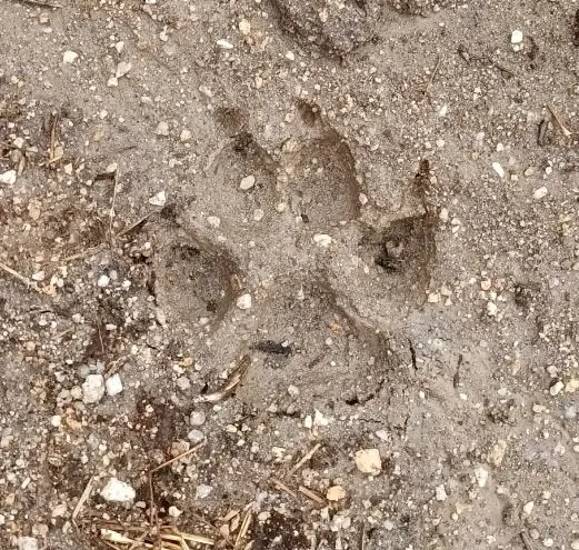Foto 4 - El lobo aparece de nuevo en la comarca, ensa&ntilde;&aacute;ndose en Alaraz y Santiago de la Puebla