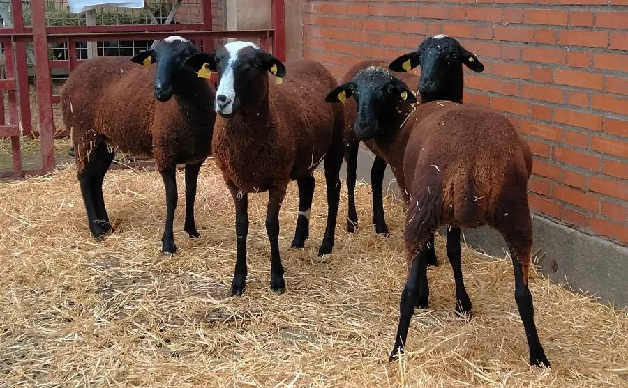 Foto 3 - El reba&ntilde;o de ovejas &lsquo;El Redil del Oeste&rsquo; se lleva dos primeros premios en Salamaq 2024