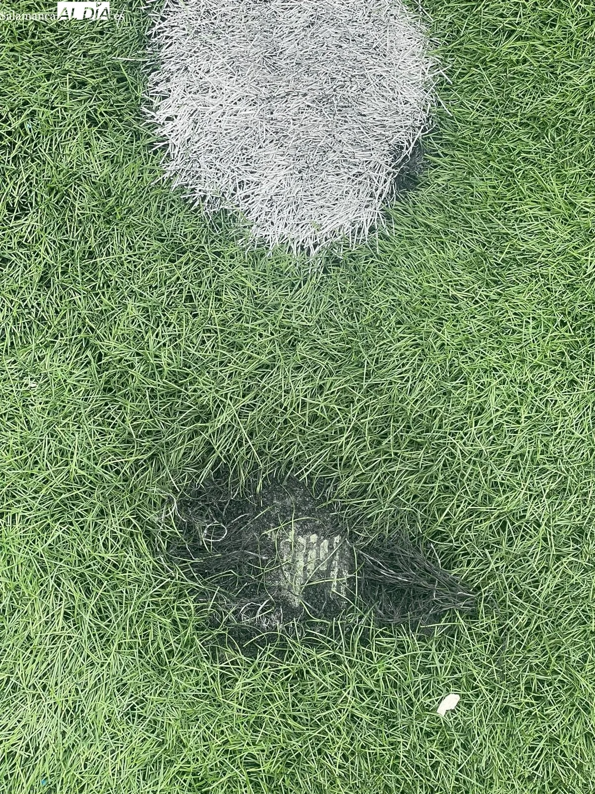 Imágenes de los gatos y el estado del césped en el campo Vicente del Bosque.