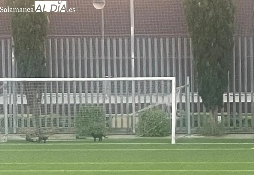 Imágenes de los gatos y el estado del césped en el campo Vicente del Bosque.