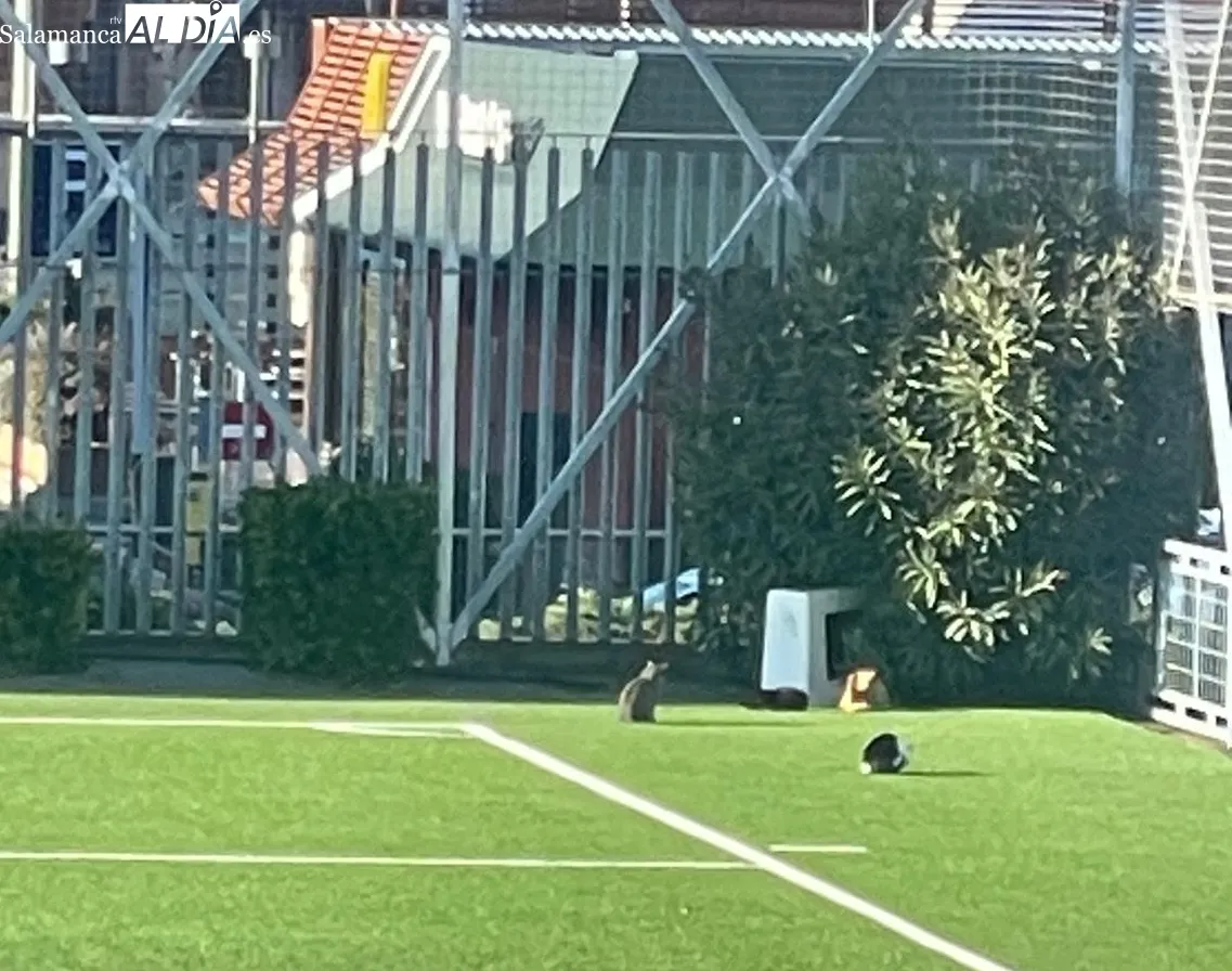 Imágenes de los gatos y el estado del césped en el campo Vicente del Bosque.