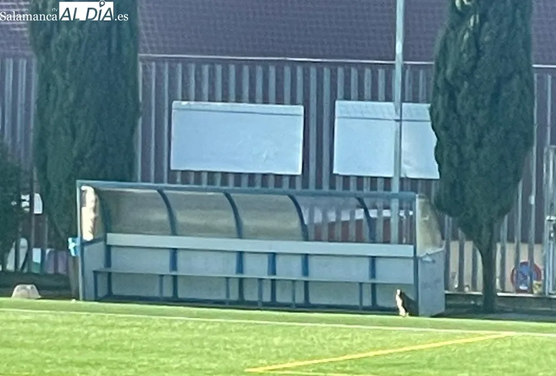Imágenes de los gatos y el estado del césped en el campo Vicente del Bosque.