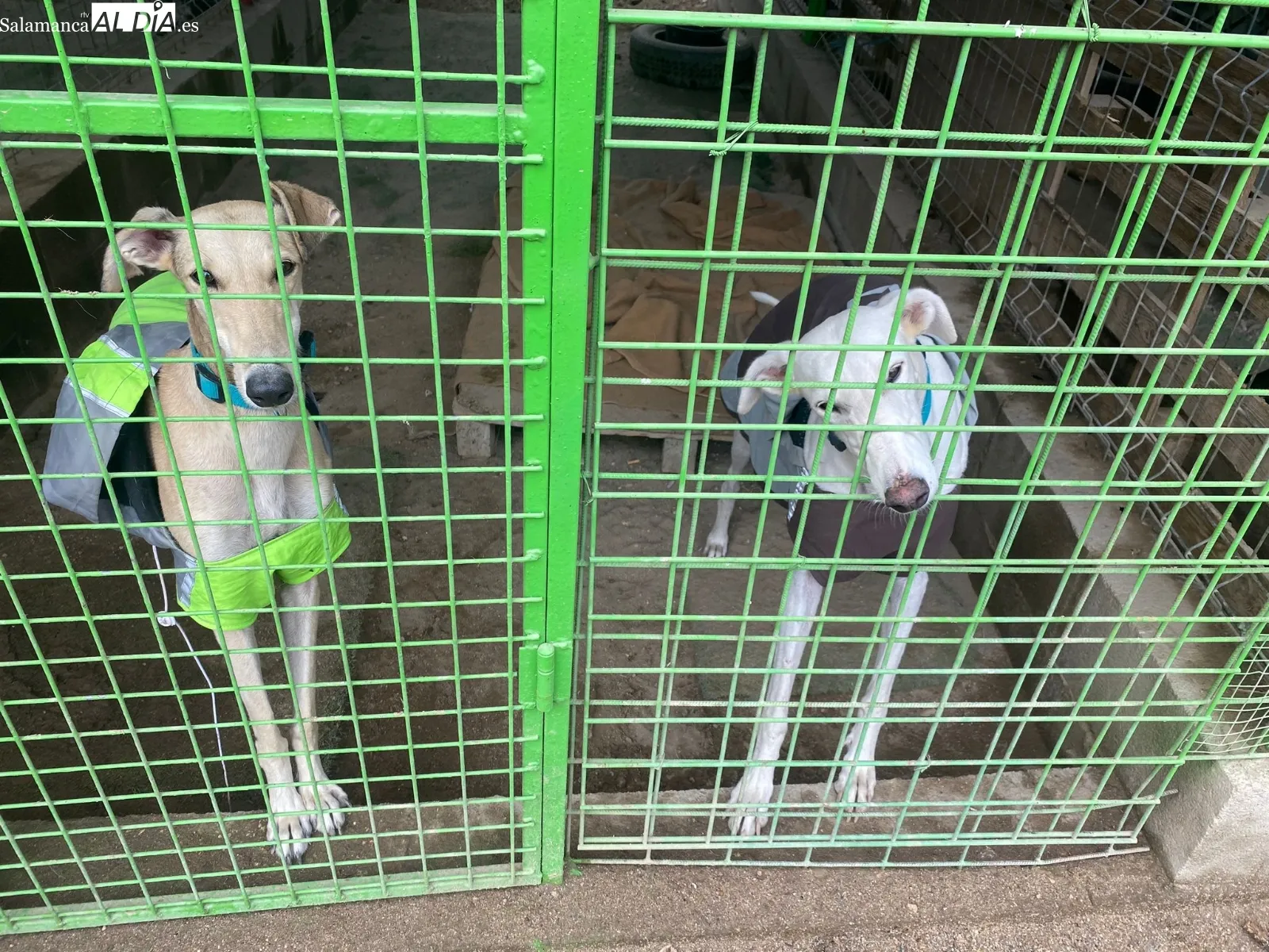 Perros de la protectora Siempre Fiel. 