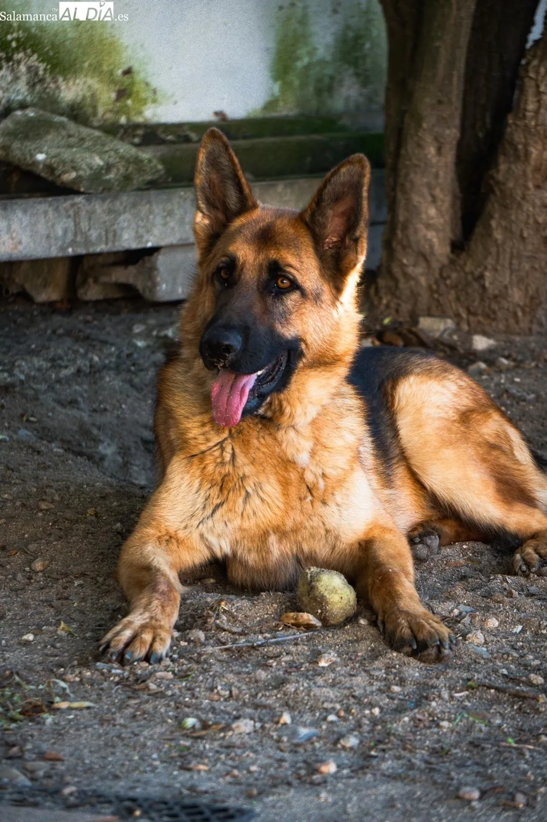 Perros de la protectora Siempre Fiel. 