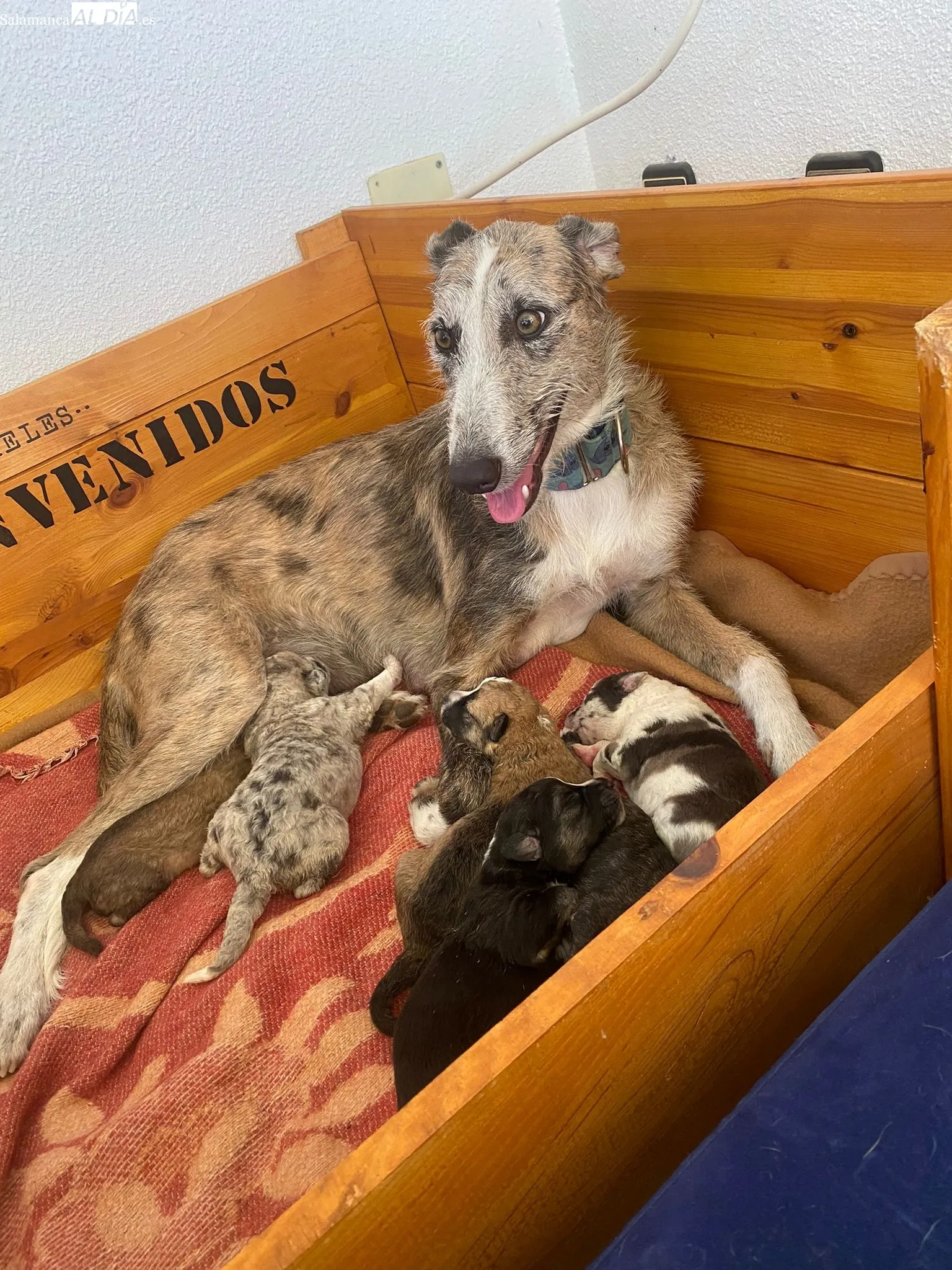 Perros de la protectora Siempre Fiel. 