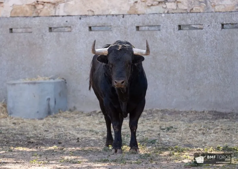 Foto 2 - Borja Jim&eacute;nez debuta en Salamanca con 'Jaleante'