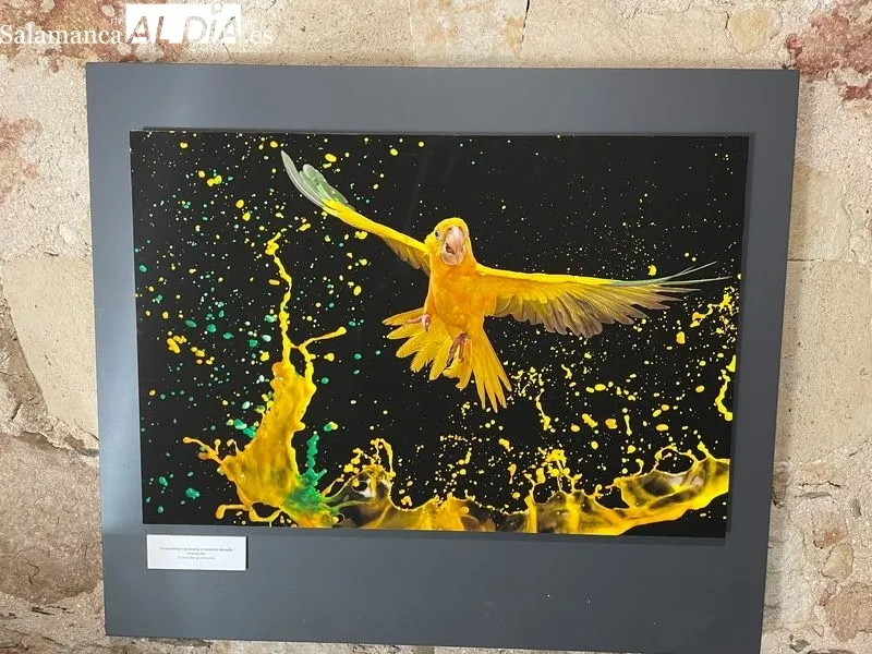Exposición ‘Belleza Amenazada’ de Tony Genérico en la Hospedería Fonseca. Foto de Miguel González