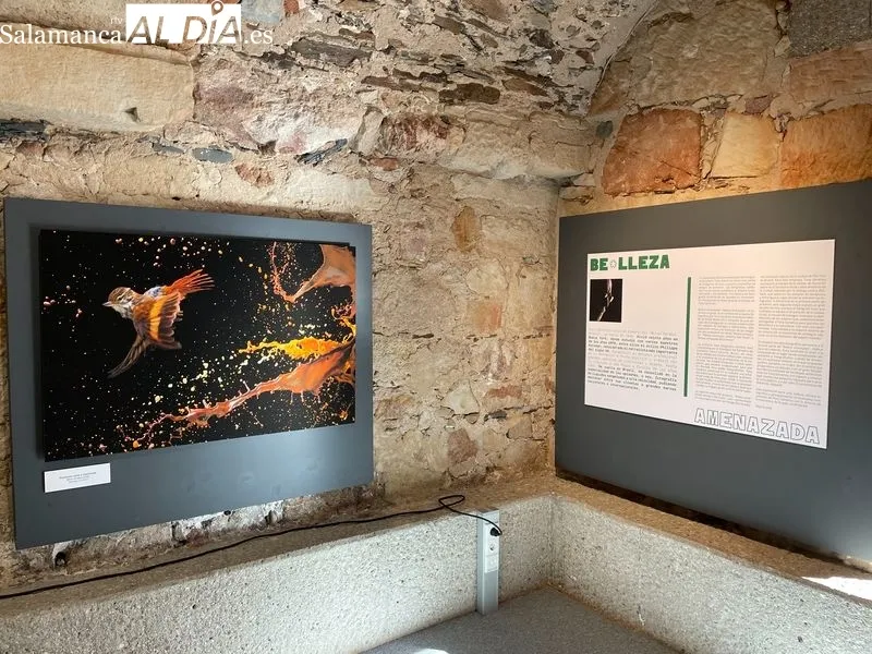 Exposición ‘Belleza Amenazada’ de Tony Genérico en la Hospedería Fonseca. Foto de Miguel González