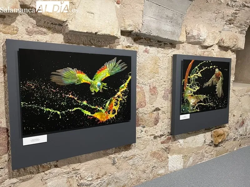 Exposición ‘Belleza Amenazada’ de Tony Genérico en la Hospedería Fonseca. Foto de Miguel González