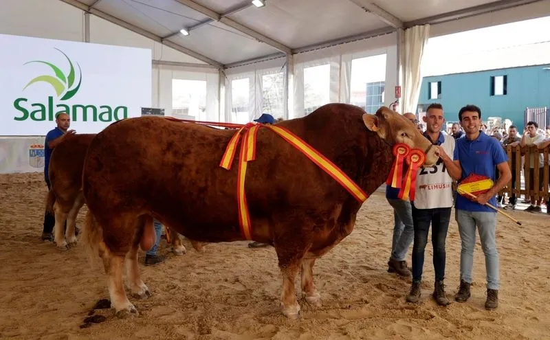 Uno de los ganadores del 32 Concurso Nacional de Raza Limusina. Foto Salamaq