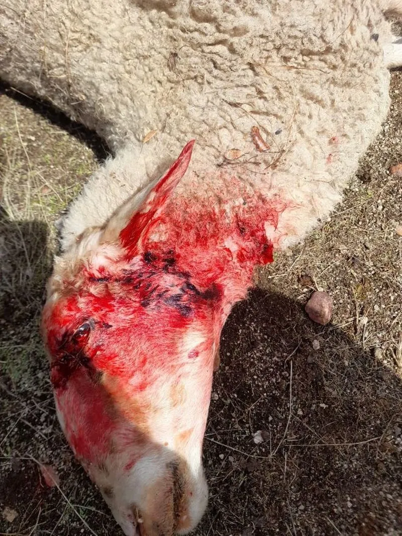 Foto 2 - El lobo ya ataca incluso de d&iacute;a en Salamanca