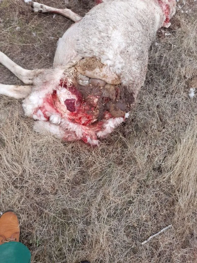 Foto 3 - El lobo ya ataca incluso de d&iacute;a en Salamanca