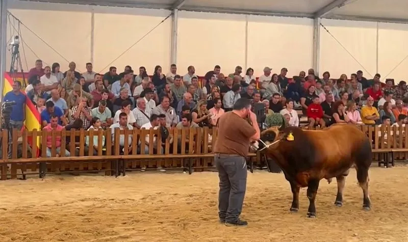 Subasta nacional de la raza Aseava Asturiana de los Valles. Foto Salamaq