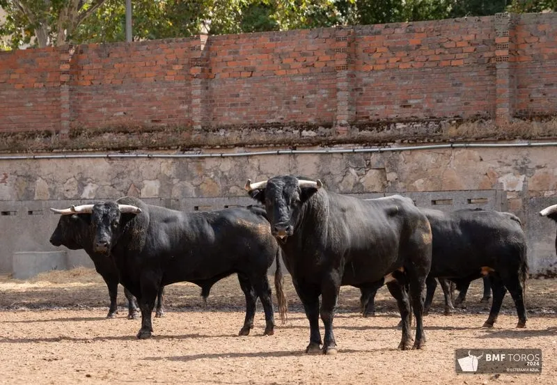 Toros de Ángel Sánchez y Sánchez que se lidiarán esta tarde en La Glorieta. Foto de BMF Toros