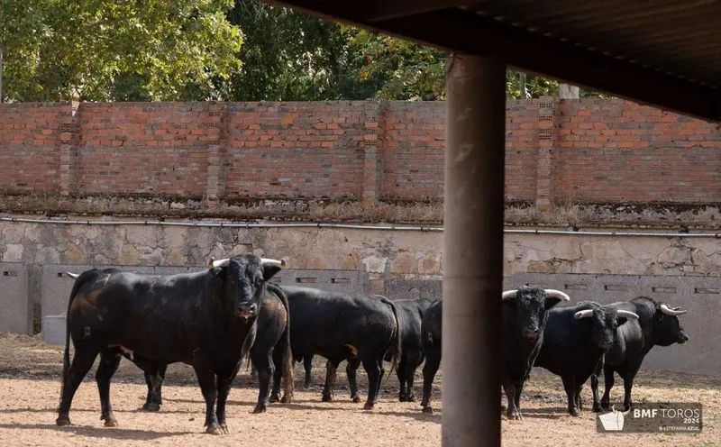 Toros de Ángel Sánchez y Sánchez que se lidiarán esta tarde en La Glorieta. Foto de BMF Toros