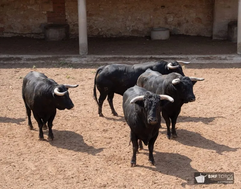Toros de Ángel Sánchez y Sánchez que se lidiarán esta tarde en La Glorieta. Foto de BMF Toros