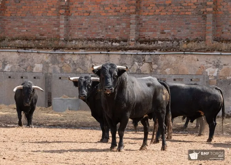 Toros de Ángel Sánchez y Sánchez que se lidiarán esta tarde en La Glorieta. Foto de BMF Toros