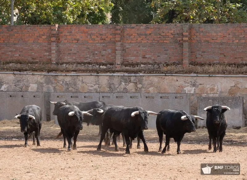 Toros de Ángel Sánchez y Sánchez que se lidiarán esta tarde en La Glorieta. Foto de BMF Toros