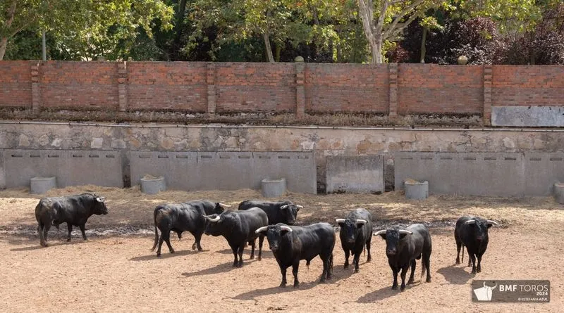 Toros de Ángel Sánchez y Sánchez que se lidiarán esta tarde en La Glorieta. Foto de BMF Toros
