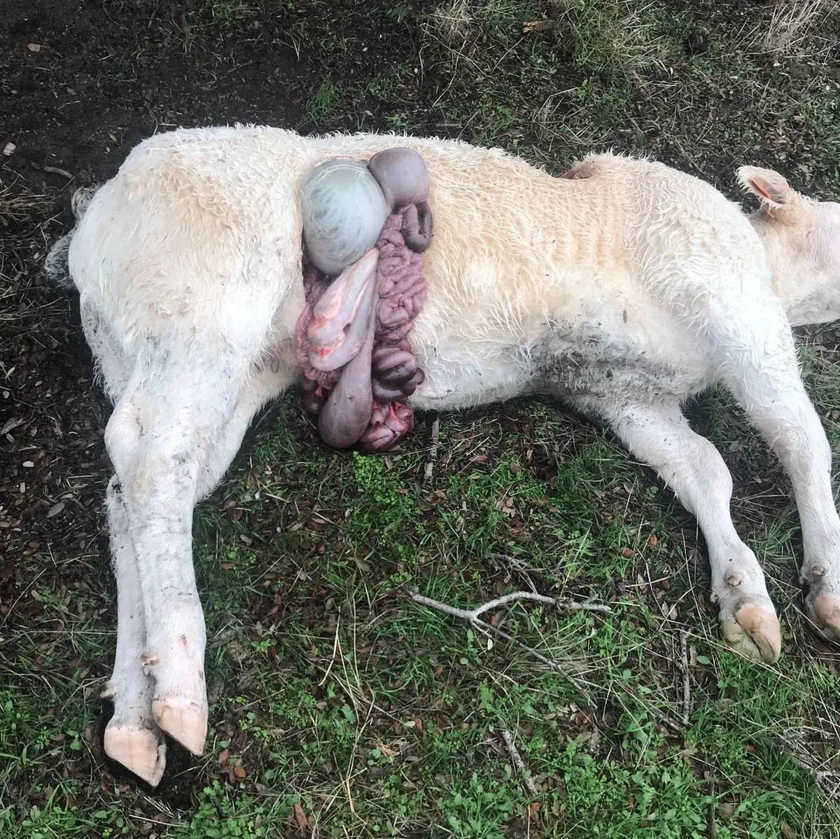 Estado de la ternera atacada por el lobo en Encina de San Silvestre