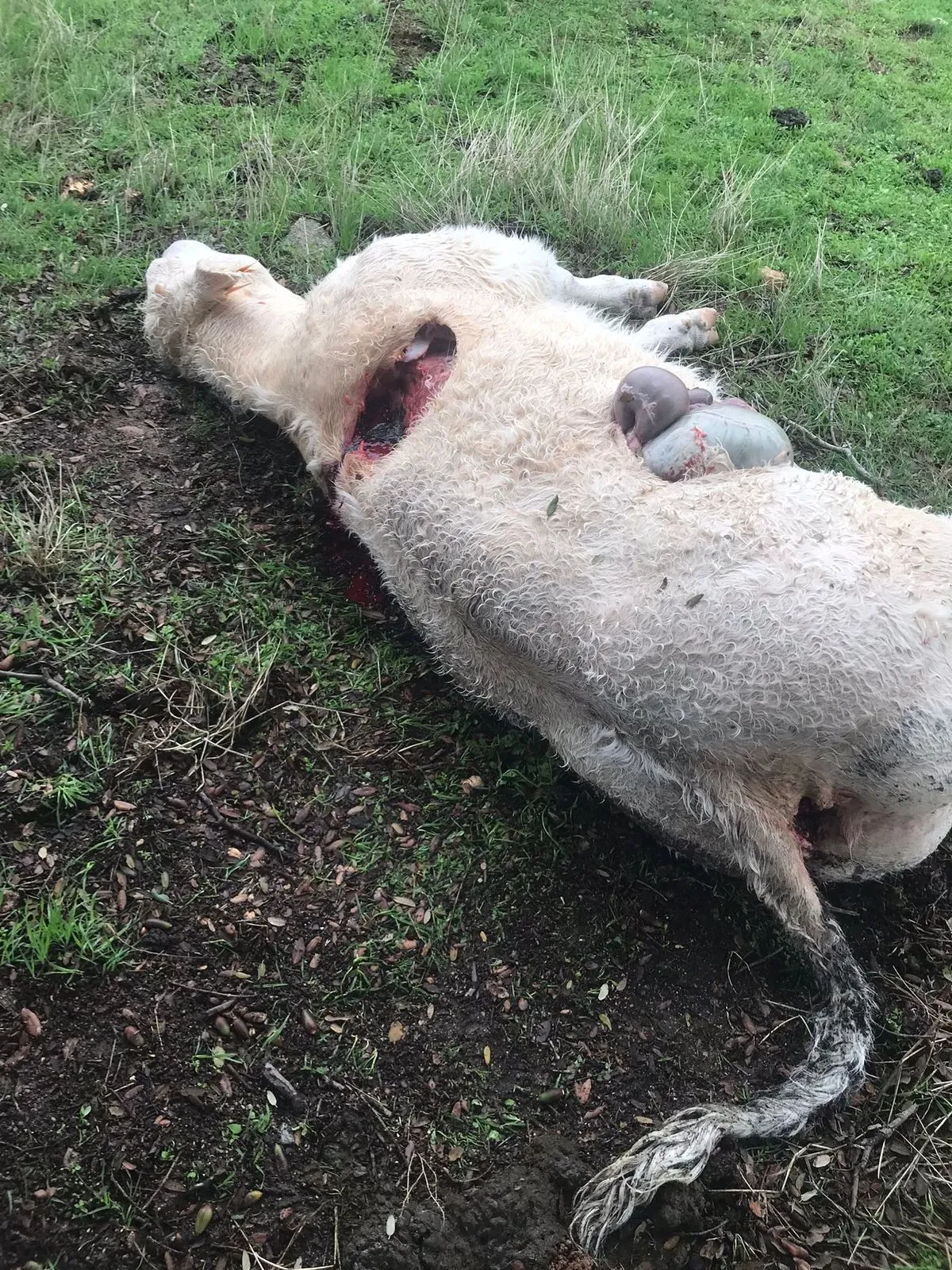 Estado de la ternera atacada por el lobo en Encina de San Silvestre