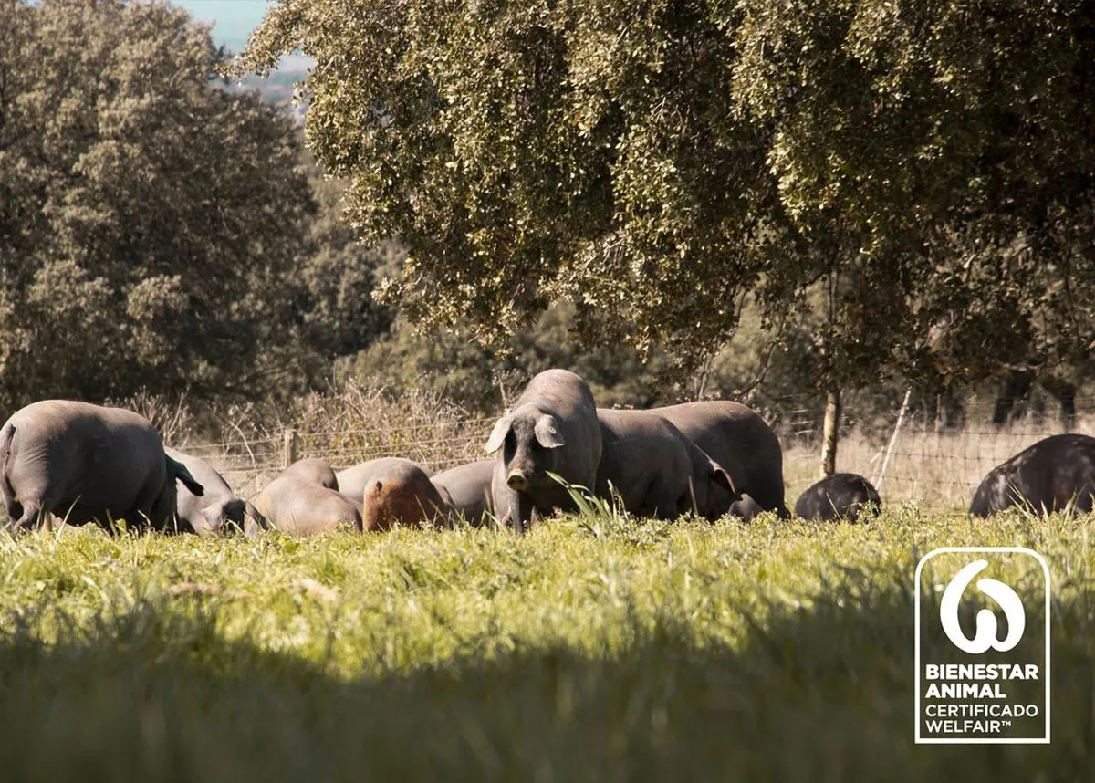 Beher ha renovado el Certificado de Bienestar Animal para toda su gama de productos