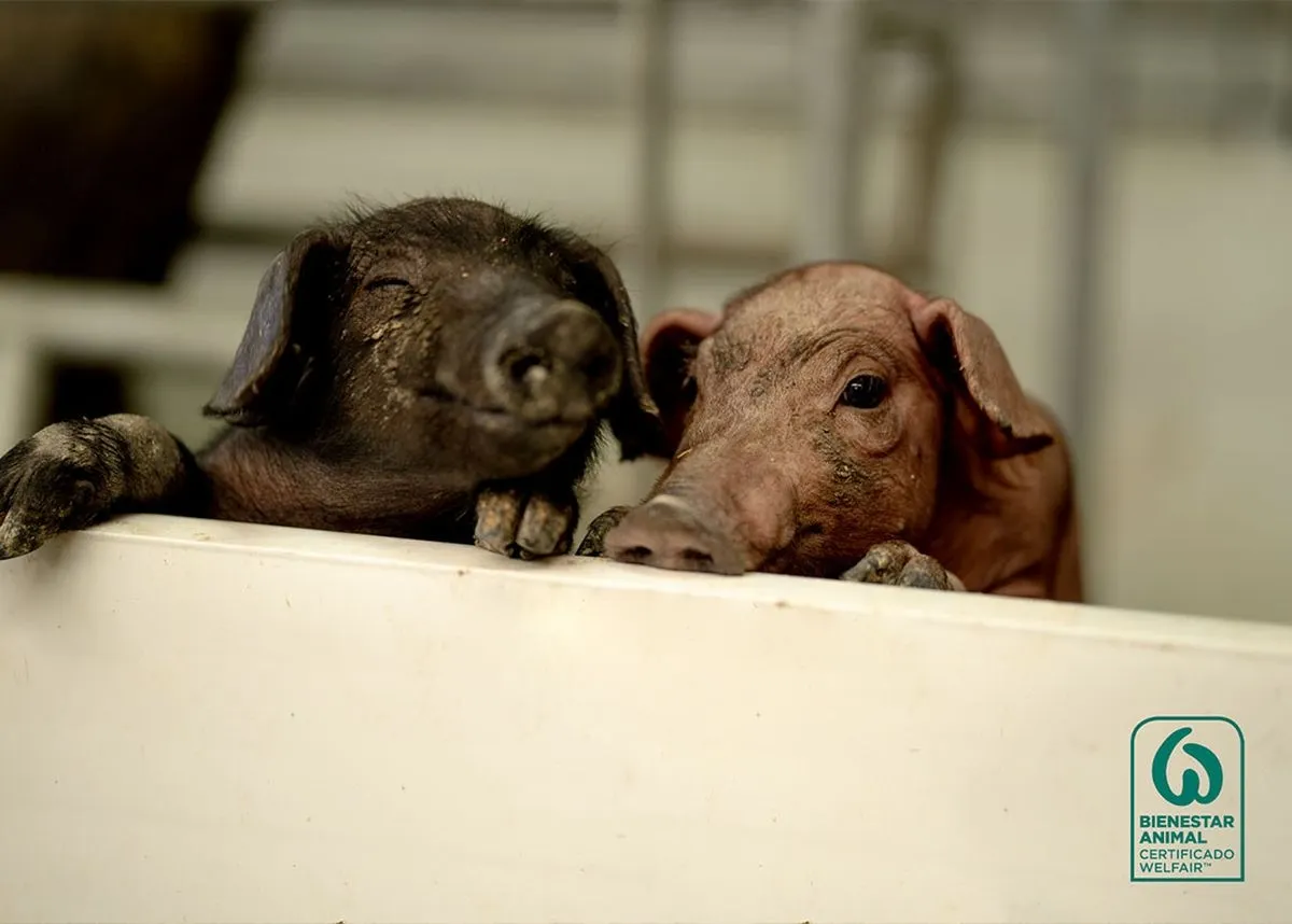 Beher ha renovado el Certificado de Bienestar Animal para toda su gama de productos