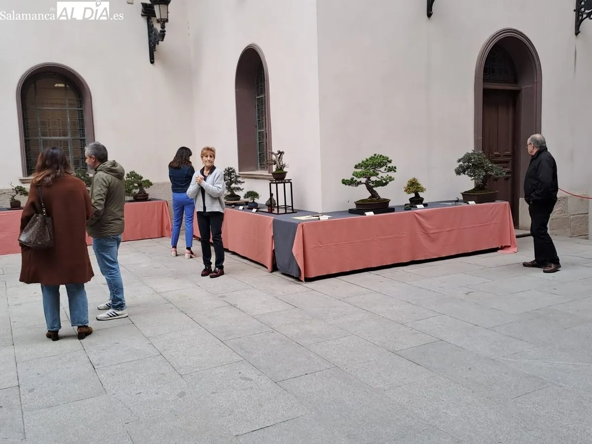 Exposición ‘Bonsáis’ en el Palacio de la Salina. Fotos de Víctor Jiménez