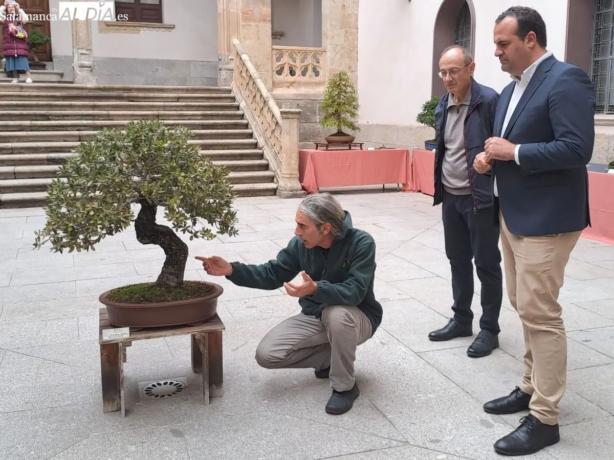 Exposición ‘Bonsáis’ en el Palacio de la Salina. Fotos de Víctor Jiménez