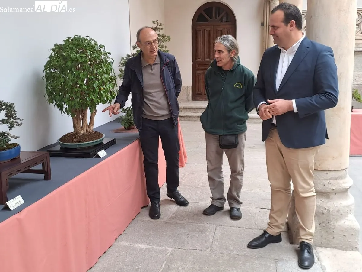 Exposición ‘Bonsáis’ en el Palacio de la Salina. Fotos de Víctor Jiménez