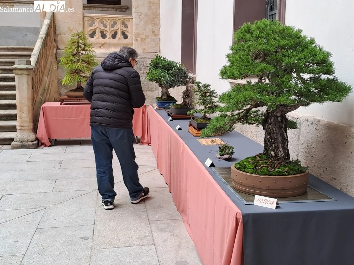 Exposición ‘Bonsáis’ en el Palacio de la Salina. Fotos de Víctor Jiménez