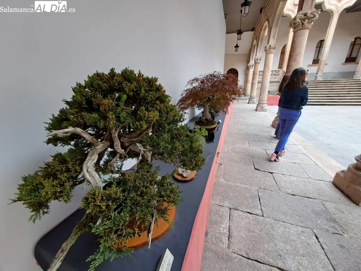 Exposición ‘Bonsáis’ en el Palacio de la Salina. Fotos de Víctor Jiménez