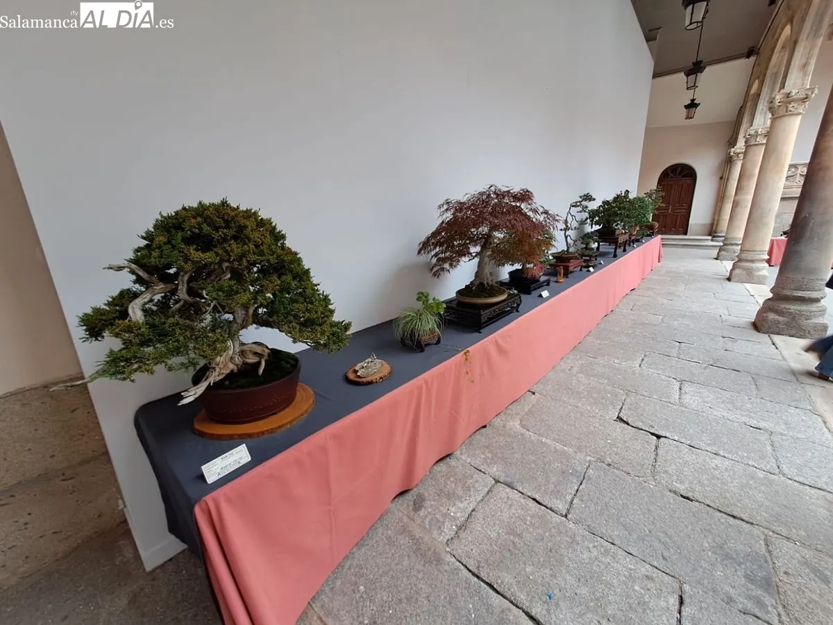 Exposición ‘Bonsáis’ en el Palacio de la Salina. Fotos de Víctor Jiménez
