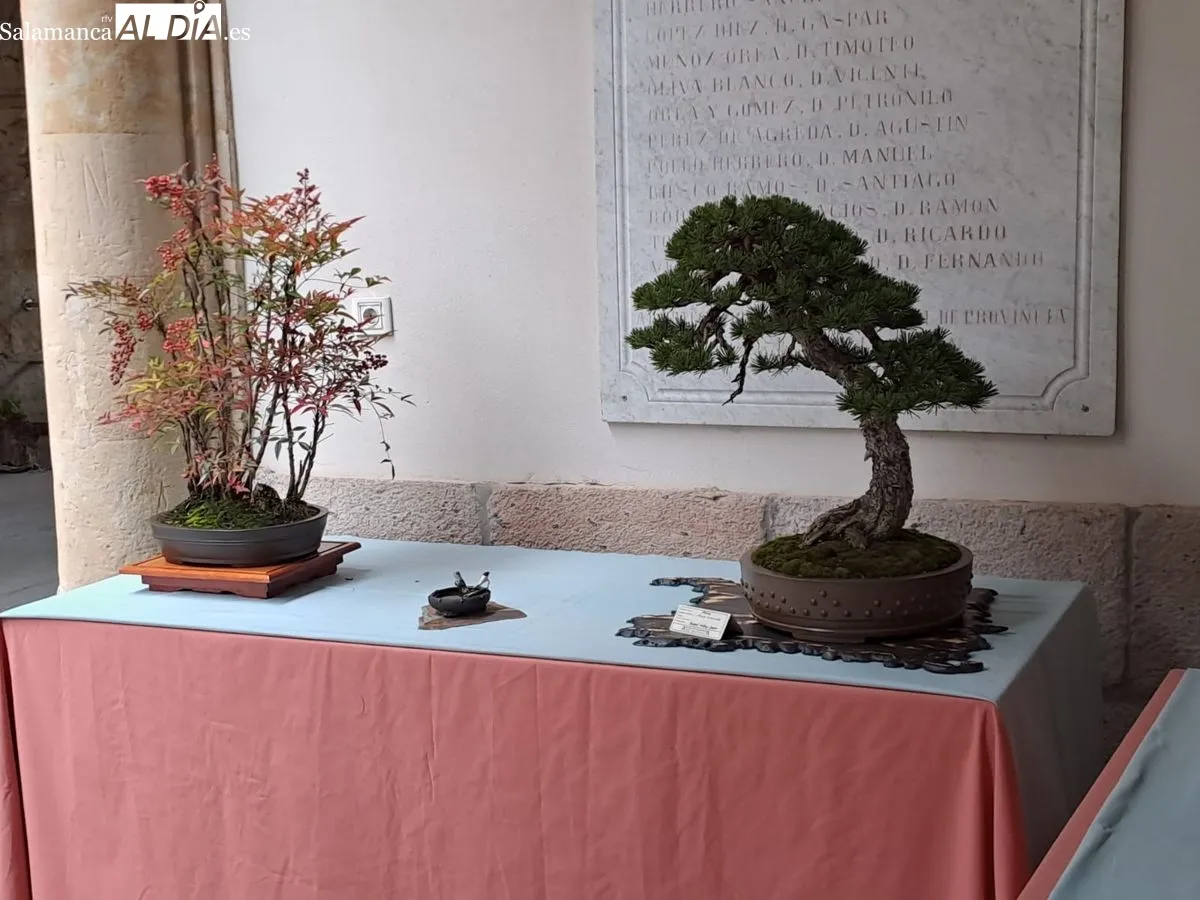 Exposición ‘Bonsáis’ en el Palacio de la Salina. Fotos de Víctor Jiménez