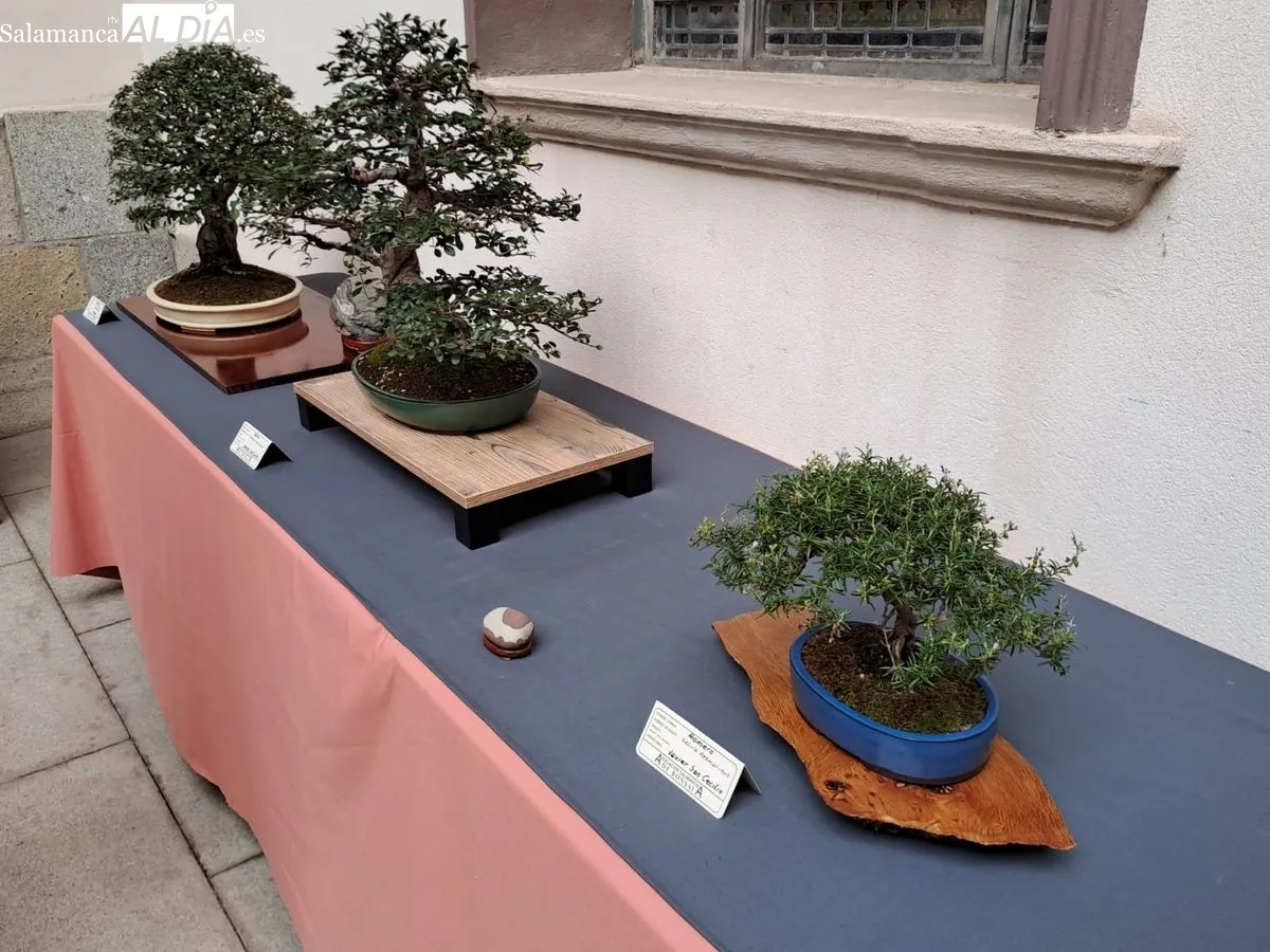 Exposición ‘Bonsáis’ en el Palacio de la Salina. Fotos de Víctor Jiménez