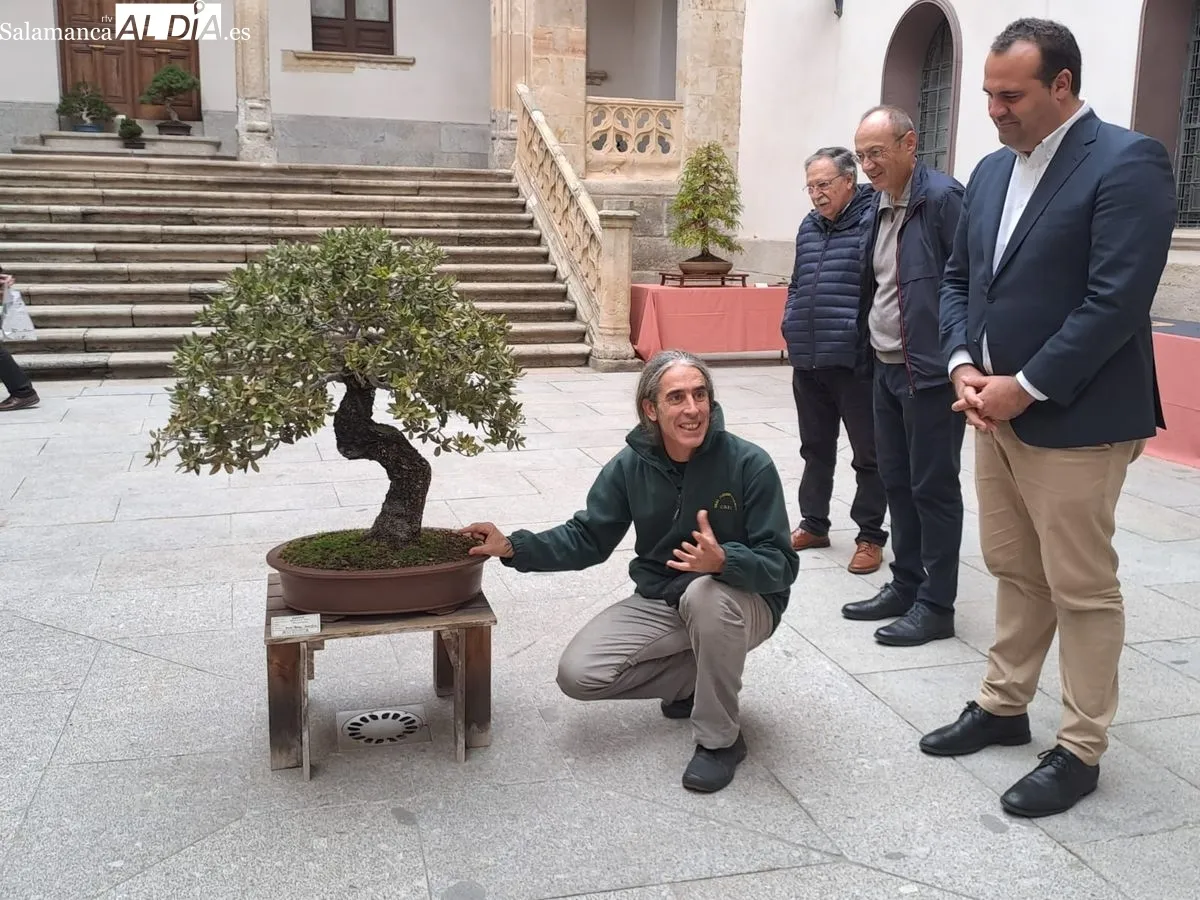 Exposición ‘Bonsáis’ en el Palacio de la Salina. Fotos de Víctor Jiménez