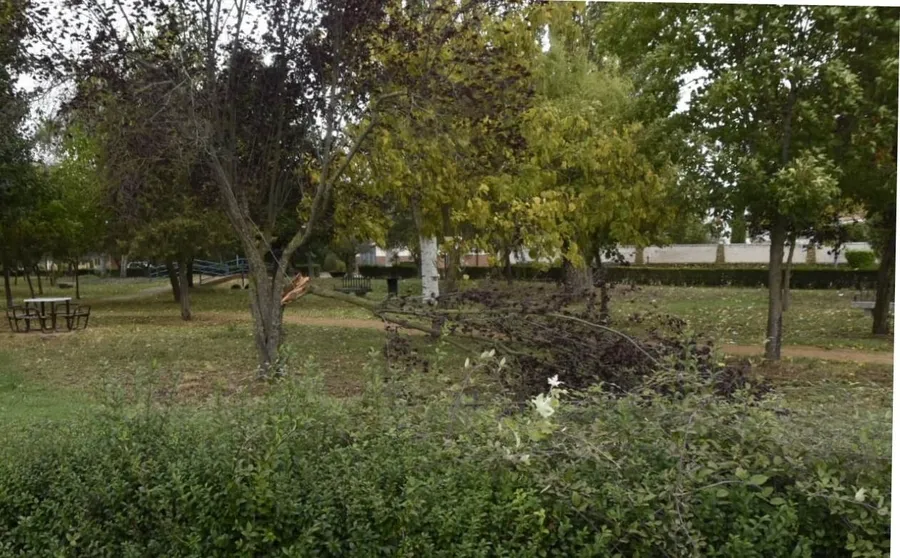 Foto 5 - Kirk deja una colecci&oacute;n de ramas ca&iacute;das por Ciudad Rodrigo