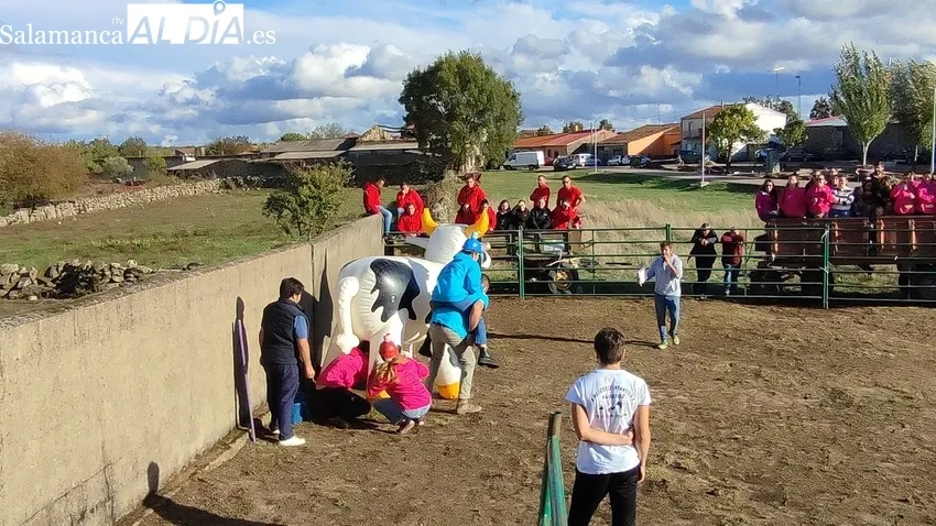 Divertida capea con Gran Prix en Valderrodrigo para animar las fiestas de las Madrinas / CORRAL