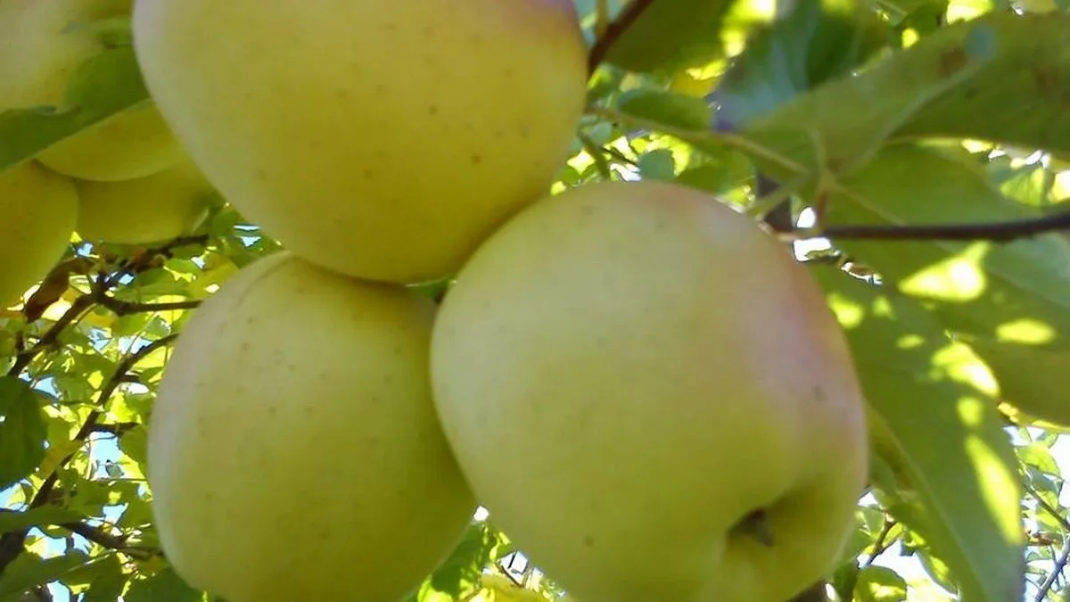Manzana de Montaña de Armamar