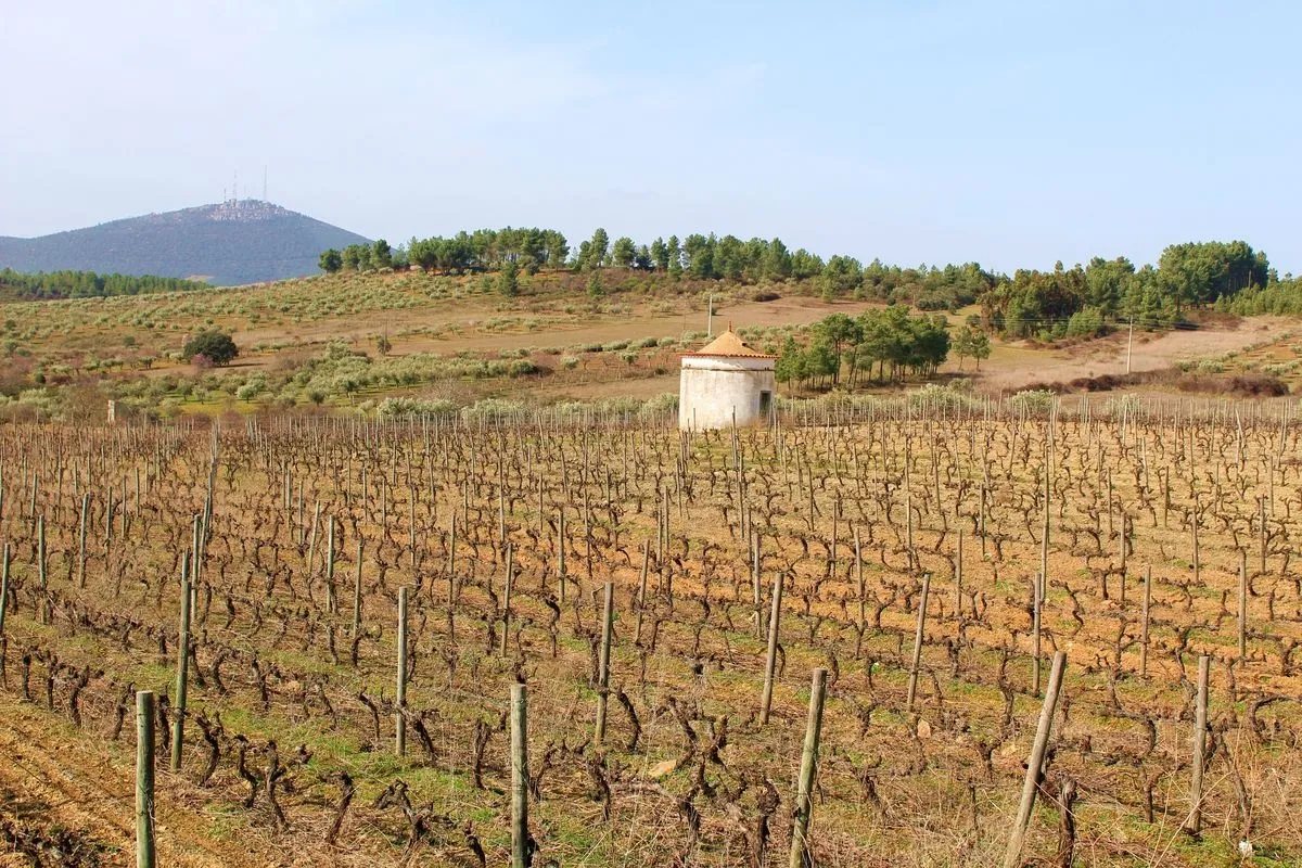 Palomar entre viñas en Vilar Torpim (Portugal) 