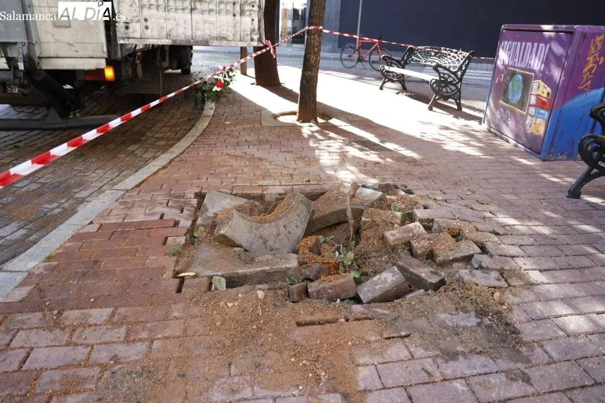 Retirada de un árbol dañado en la plaza del Oeste. Foto de David Sañudo