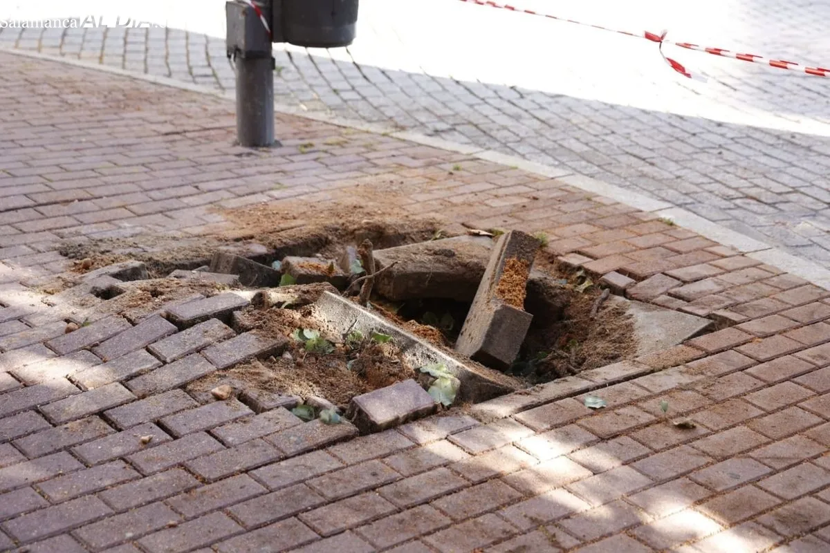 Retirada de un árbol dañado en la plaza del Oeste. Foto de David Sañudo
