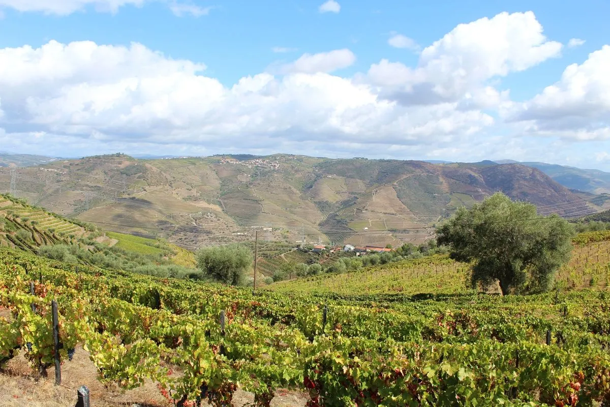 Viñedo en Armamar | RMG