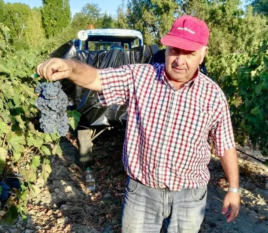 Foto 2 - &Eacute;xito de la vendimia familiar en Santiago de la Puebla convertida en tradici&oacute;n