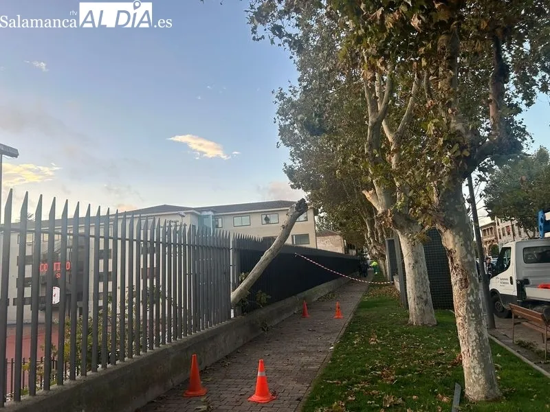 Árbol derribado por el viento en la avenida Reyes de España, junto al colegio Colegio 'Sagrado Corazón' de las Jesuitinas