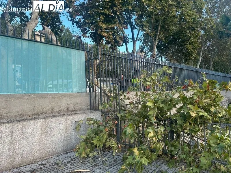 Árbol derribado por el viento en la avenida Reyes de España, junto al colegio Colegio 'Sagrado Corazón' de las Jesuitinas